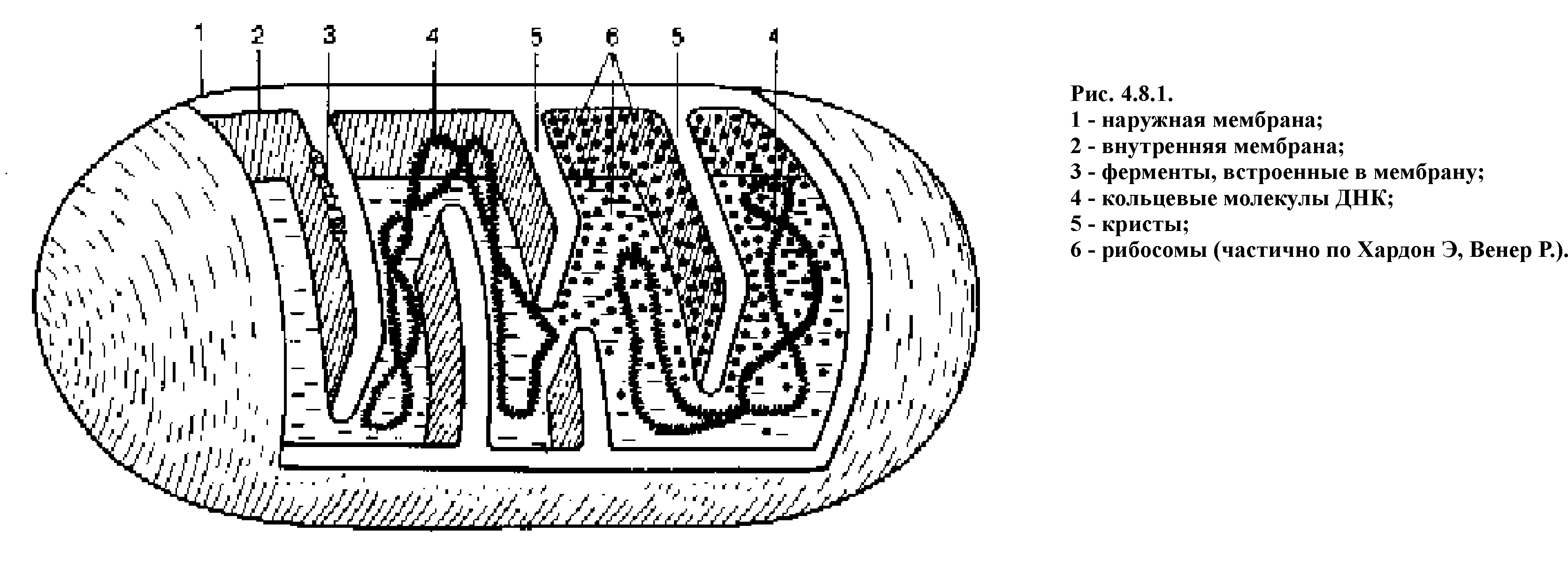 Схематическое изображение митохондрии