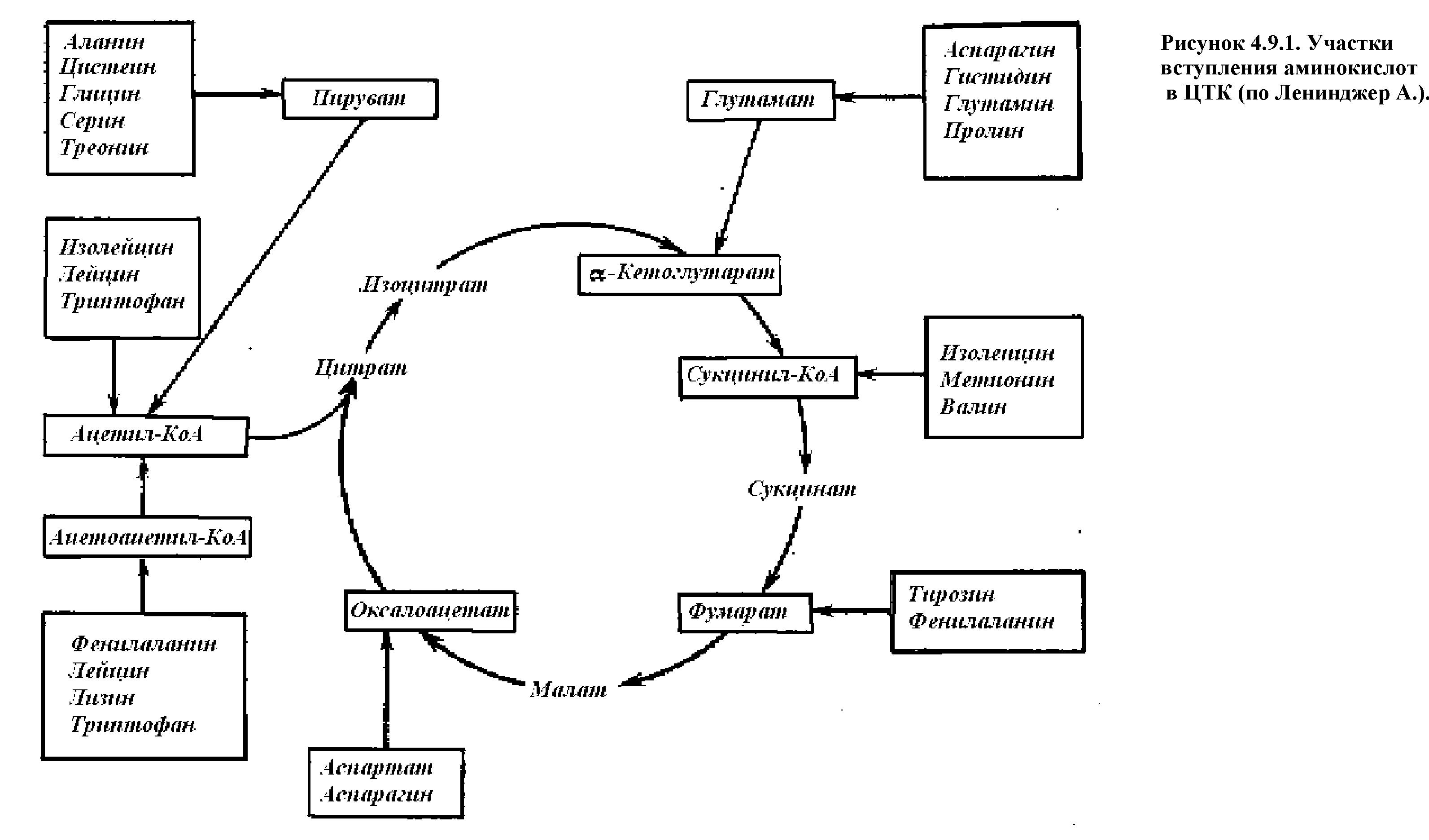 Пул аминокислот в клетке общая схема поступления и расходования аминокислот